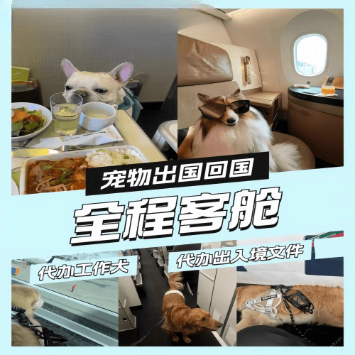 昌江县宠物托运到白俄罗斯宠物入境规定和要求